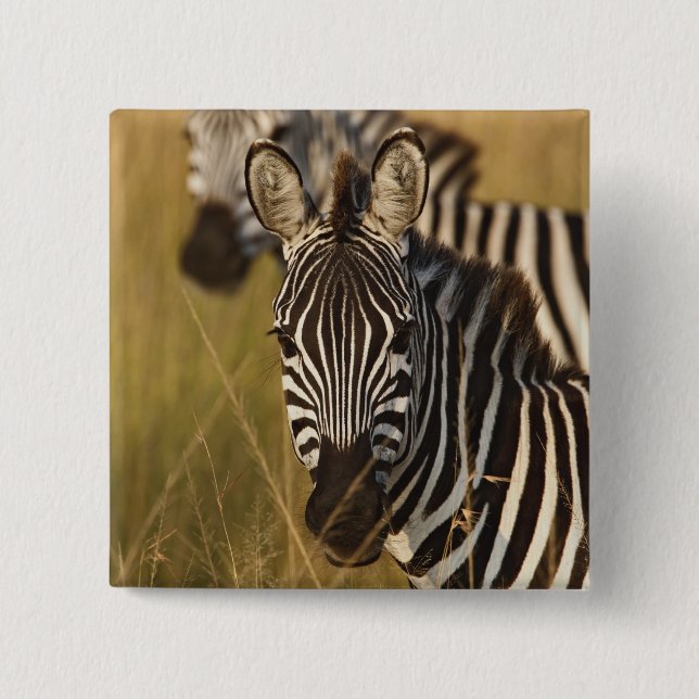 Burchell's Zebra im hohen Sommergras, Masai Button (Vorderseite)