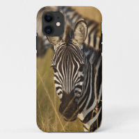 Burchell's Zebra im hohen Sommergras, Masai