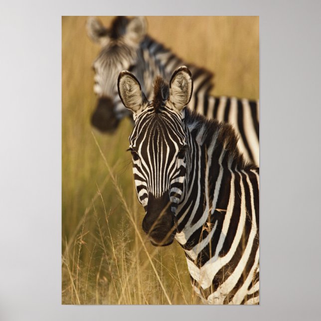 Burchell's Zebra im hohen Sommergras, Masai Poster (Vorne)