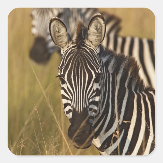 Burchell's Zebra im hohen Sommergras, Masai Quadratischer Aufkleber (Vorderseite)