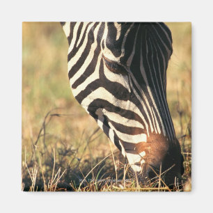 Burchells Zebra Magnet