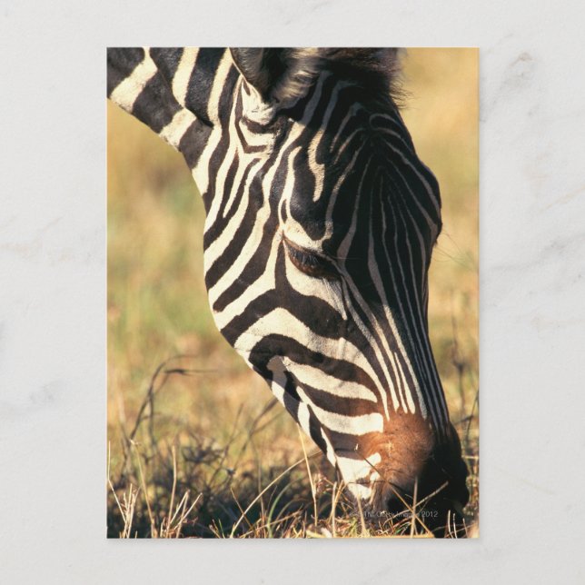 Burchells Zebra Postkarte (Vorderseite)