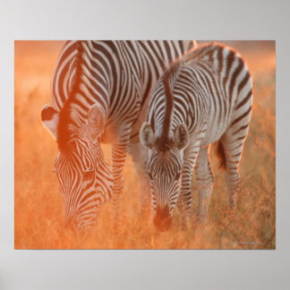 Burchell's Zebras, Equus burchelli weiden bei Poster