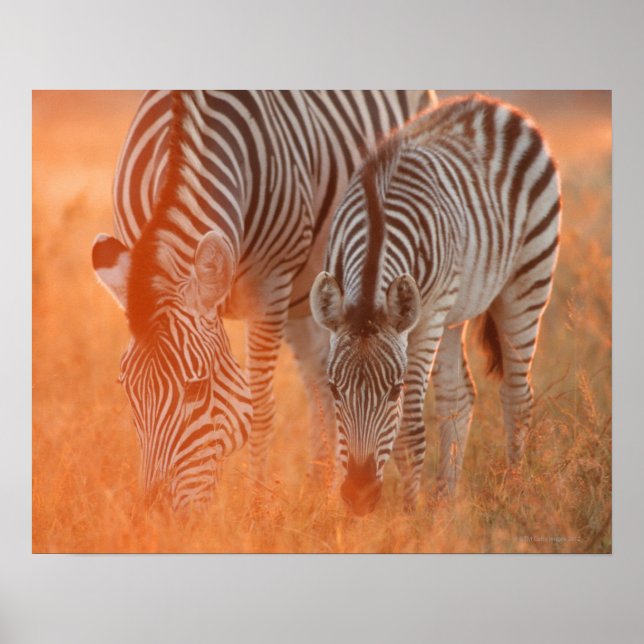 Burchell's Zebras, Equus burchelli weiden bei Poster (Vorne)