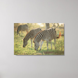 Burchell's Zebras, Equus burchelli weiden, Leinwanddruck