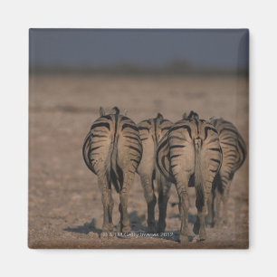 Burchells Zebras-Gehen Magnet