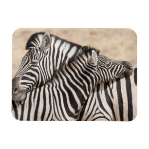 Burchell's Zebras Nick Magnet