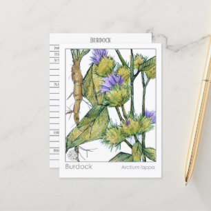 Burdock Materia Medica Study Card Pflanze Postkarte