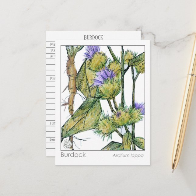 Burdock Materia Medica Study Card Pflanze Postkarte (Vorderseite/Rückseite Beispiel)