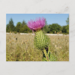 Burdock Thistle Postkarte