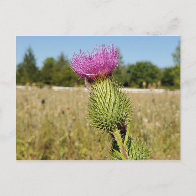 Burdock Thistle Postkarte (Vorderseite)