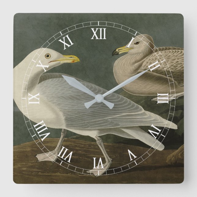 Burgomaster Gull - von Audubons Vögeln Amerikas Quadratische Wanduhr (Vorderseite)