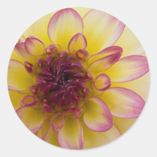 Burgund, Gelb und Weiß Dahlia Runder Aufkleber