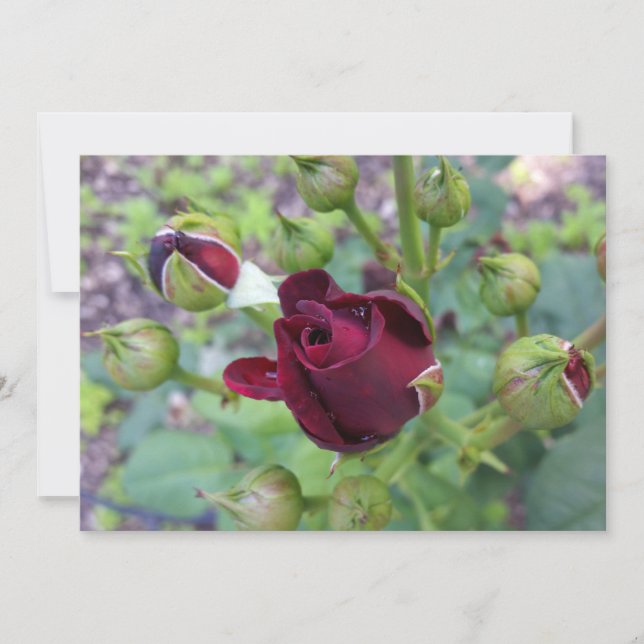 Burgund-Rose nach Regen (Vorderseite)