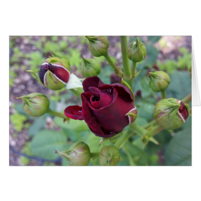 Burgund-Rose nach Regen (Vorderseite (Horizontal))