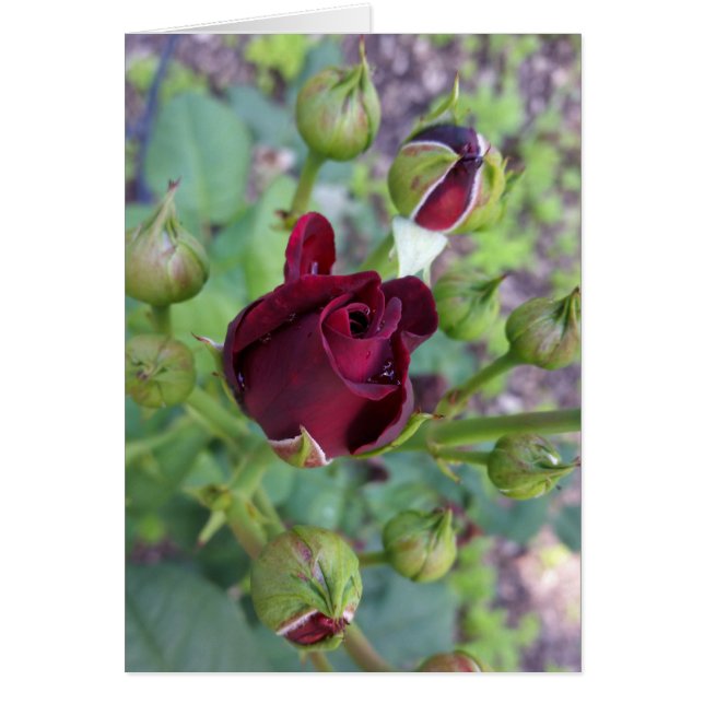 Burgund-Rose nach Regen (Vorne)