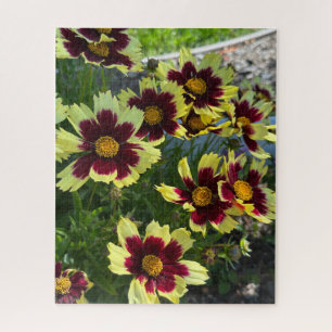 Burgund und Gelbe Coreopsis, San Mateo Puzzle