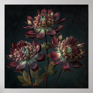 Burgunder Astrantia Blumen Kunst Druck Poster