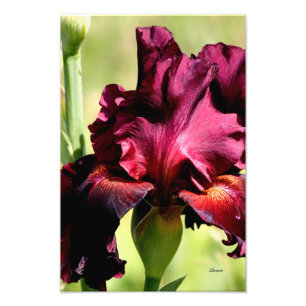 Burgunder/roter Iris-Fotokunst-Fotodruck Fotodruck