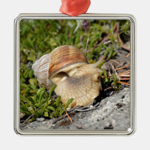 Burgunder Schnecke in den französischen Alpen Silbernes Ornament