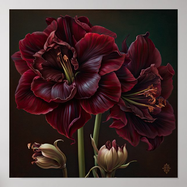 Burgundy Amaryllis Blume Art Print Poster (Vorne)