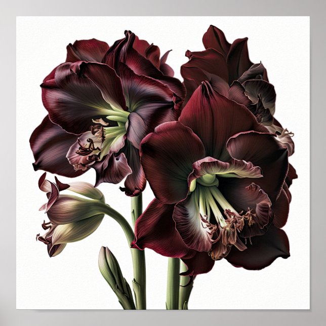 Burgundy Amaryllis Blume Art Print Poster (Vorne)