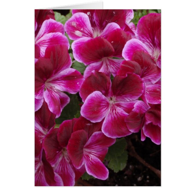 Burgundy Geranium (Vorne)