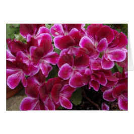 Burgundy Geranium