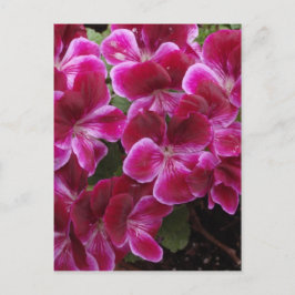 Burgundy Geranium Postkarte