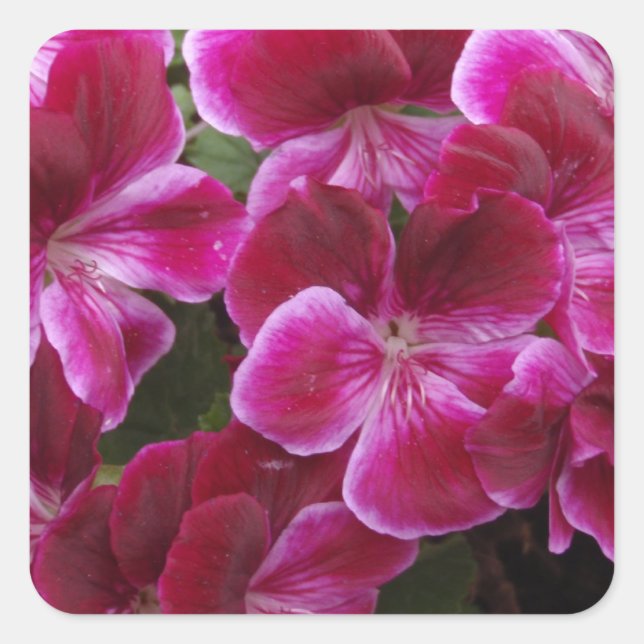 Burgundy Geranium Quadratischer Aufkleber (Vorderseite)