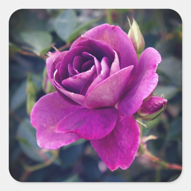 Burgundy Iceberg Rose #2-2 Stickers (Vorderseite)