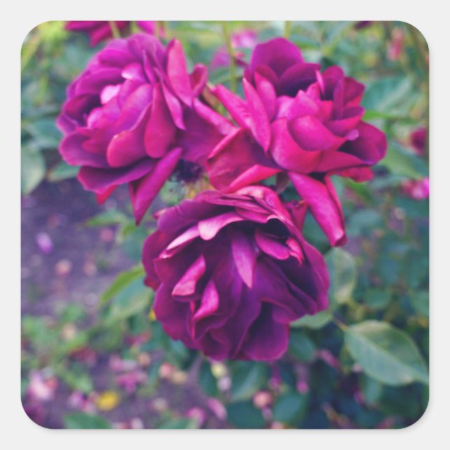 Burgundy Iceberg Rose #3 Stickers (Vorderseite)