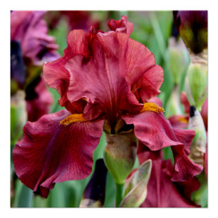 Burgundy Iris Blume Glossy Poster