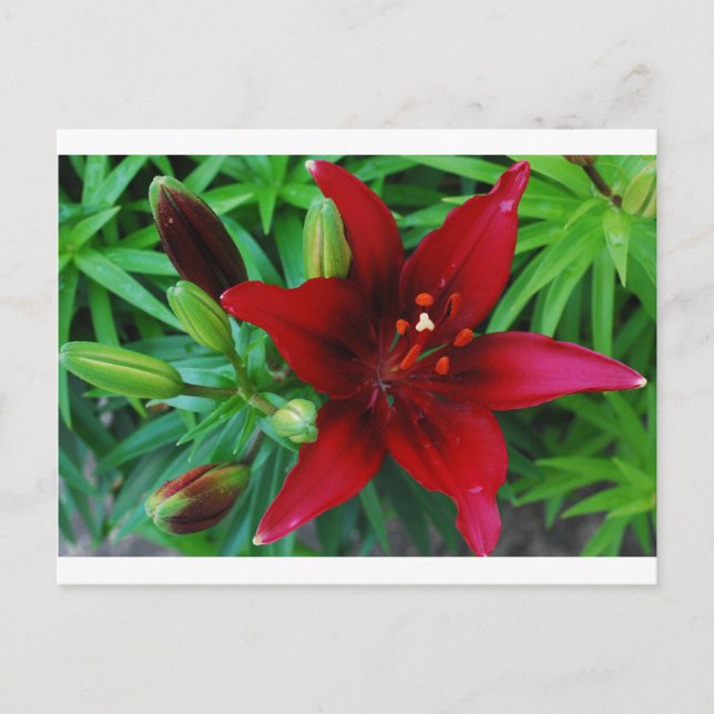 Burgundy Lily Postkarte (Vorderseite)