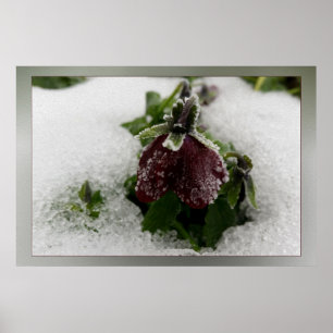 Burgundy-Pansy Poster