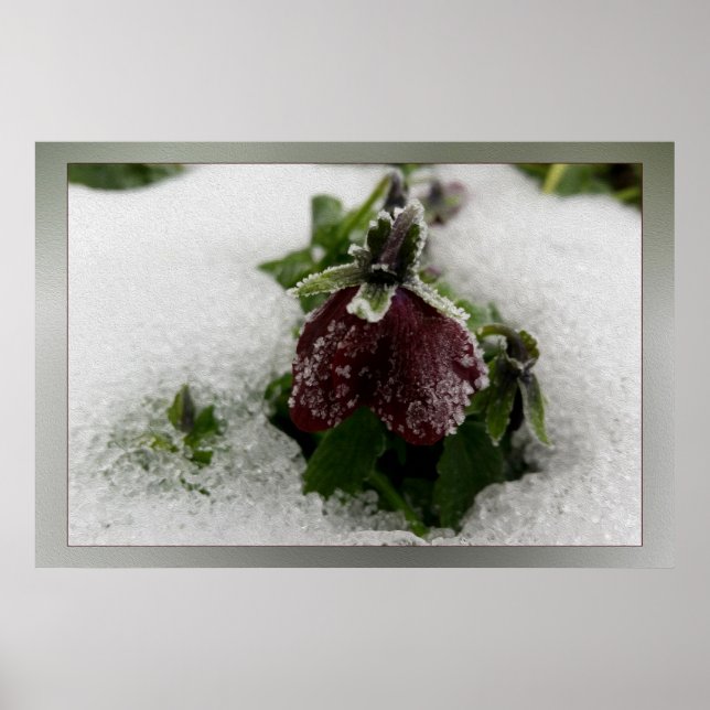Burgundy-Pansy Poster (Vorne)