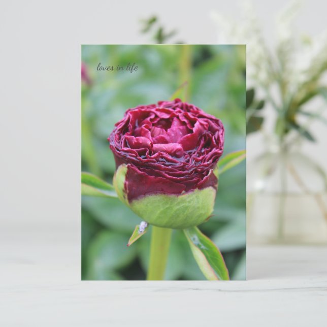 Burgundy Peony Bud Mitteilungskarte (Stehend Vorderseite)