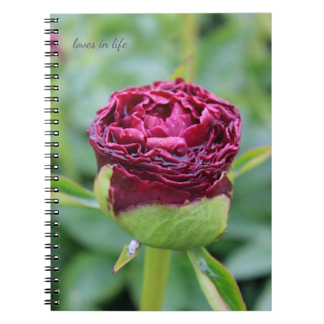 Burgundy Peony Bud Notizblock (Vorderseite)