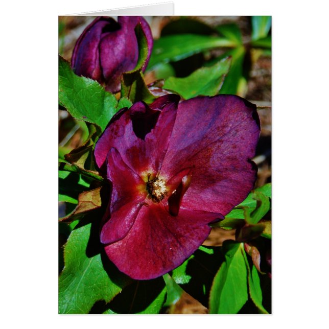 Burgundy Pink Lenten Rose (Vorne)