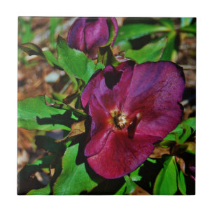 Burgundy Pink Lenten Rose Fliese