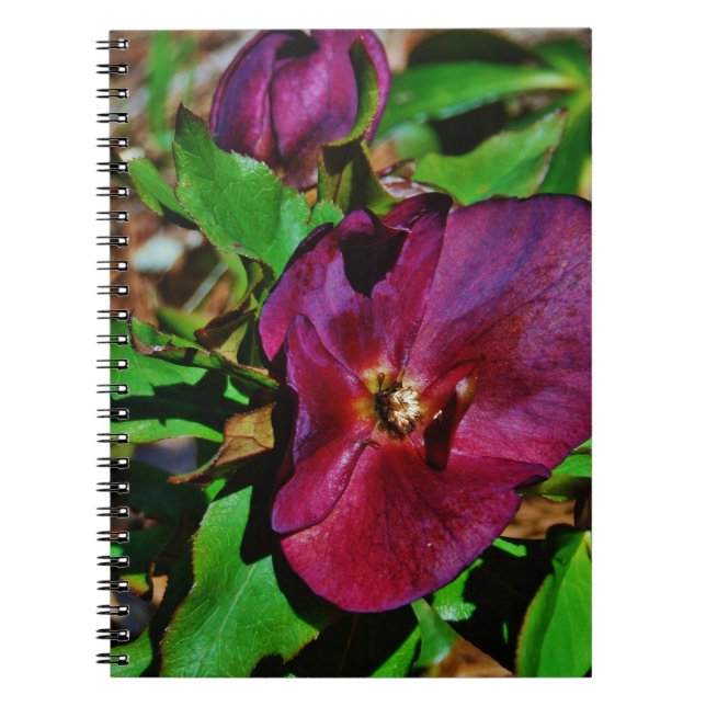 Burgundy Pink Lenten Rose Notizblock (Vorderseite)
