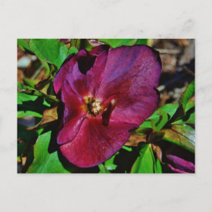 Burgundy Pink Lenten Rose Postkarte