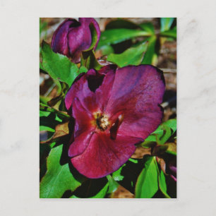 Burgundy Pink Lenten Rose Postkarte