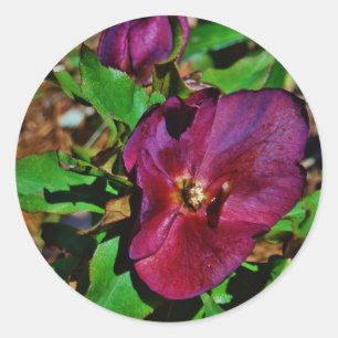 Burgundy Pink Lenten Rose Runder Aufkleber