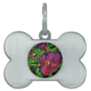 Burgundy Pink Lenten Rose Tiermarke