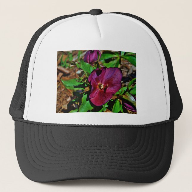 Burgundy Pink Lenten Rose Truckerkappe (Vorderseite)