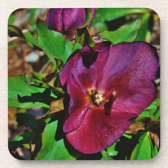 Burgundy Pink Lenten Rose Untersetzer (Vorderseite)