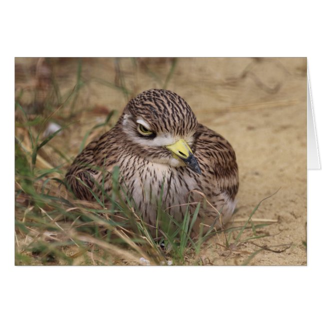 Burhinus oedicnemus (Vorderseite (Horizontal))