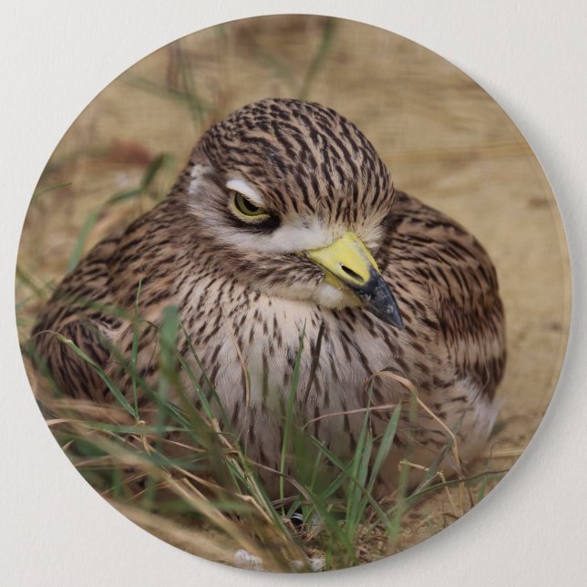 Burhinus oedicnemus button (Vorderseite)