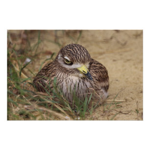 Burhinus oedicnemus poster